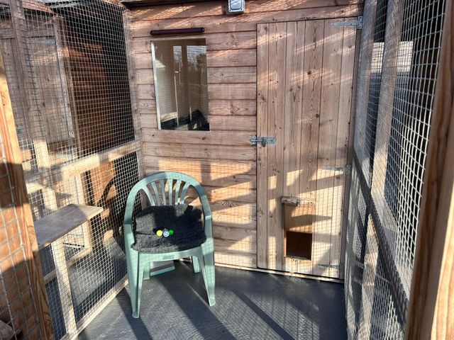 Long best sale term cattery